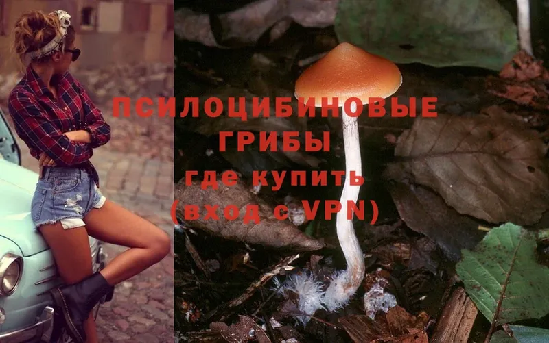 цены   Дальнегорск  Псилоцибиновые грибы Psilocybe 